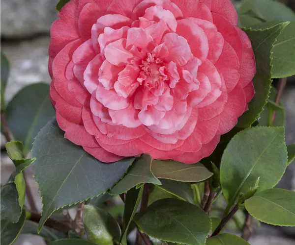 Camellia japonica