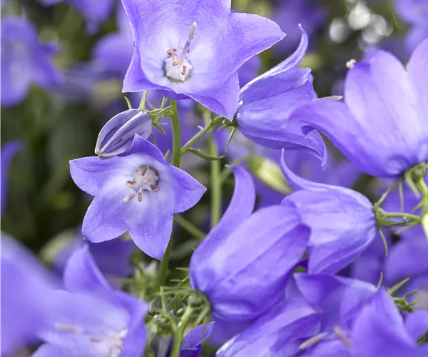 Campanula 'Mary Mee'®