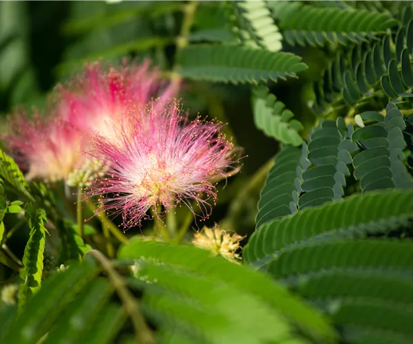 Albizia julibrissin