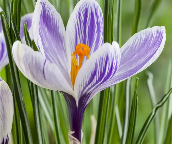 Crocus vernus