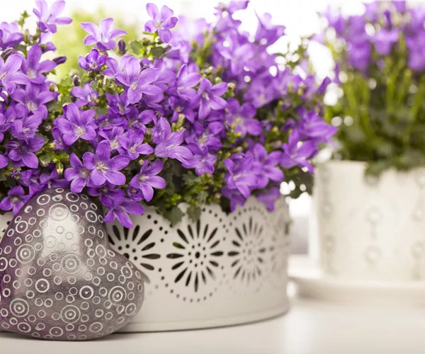 Campanula portenschlagiana