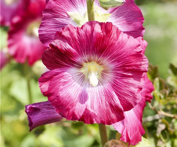 Alcea rosea