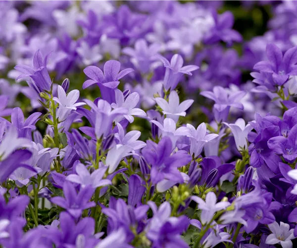 Campanula portenschlagiana 'Get Mee'®