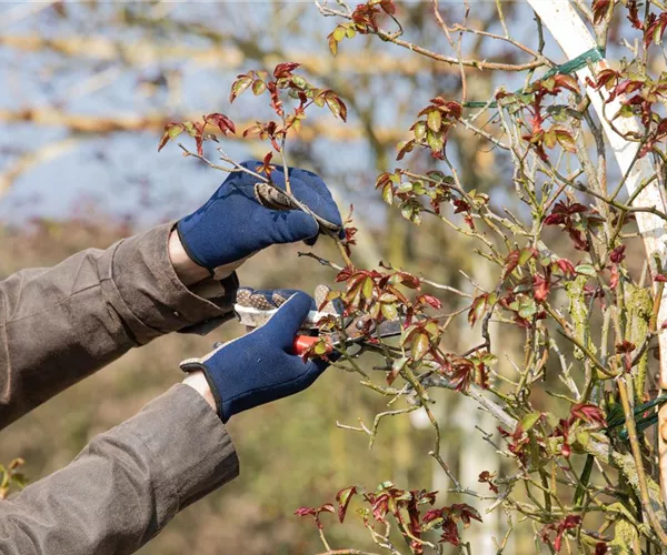 Der Rosenschnitt – Schönheitskur im Frühling