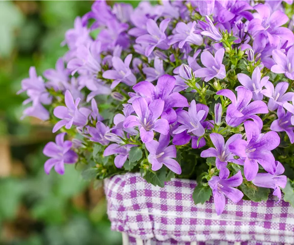 Campanula poscharskyana