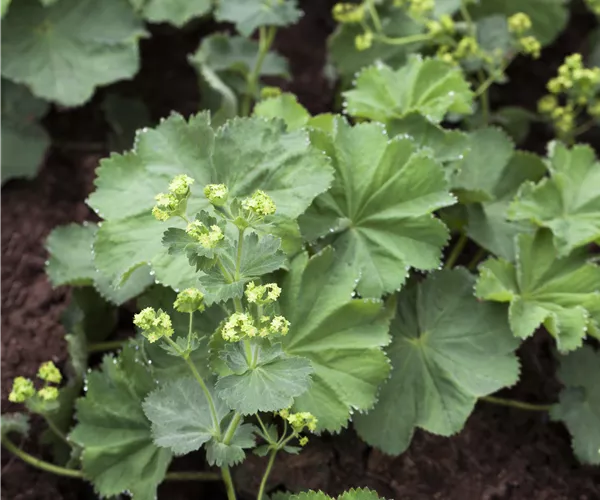 Alchemilla mollis