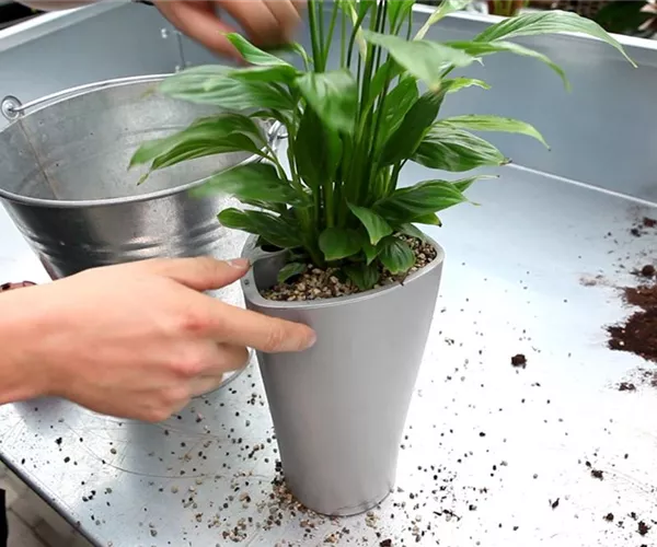 Einblatt - Einpflanzen in ein Gefäß