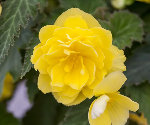 Begonia 'Non-Stop'®