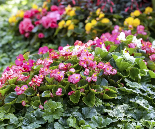 Begonia semperflorens