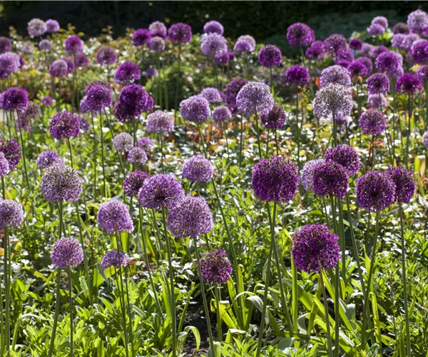 Allium giganteum