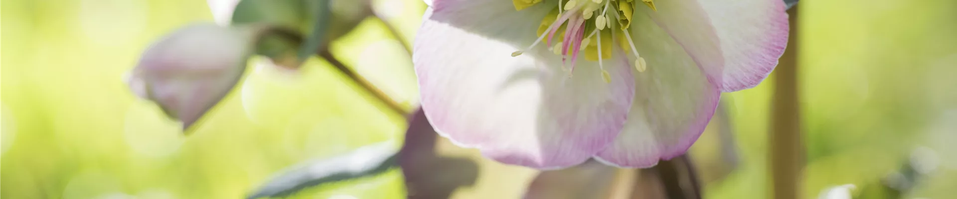 Helleborus x ericsmithii Sally's Shell