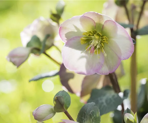 Fleur primeur - zarte Frühlingsgrüße aus dem Blumengarten