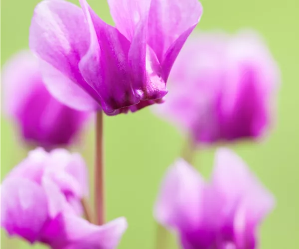 Cyclamen hederifolium