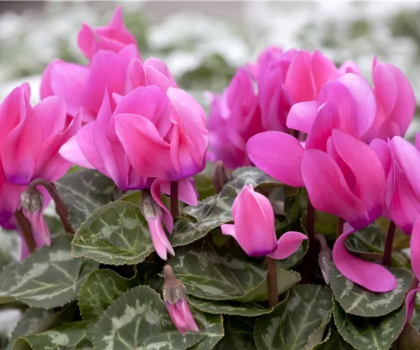 Cyclamen persicum