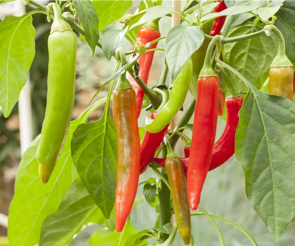 Capsicum annuum Pick a Hot®