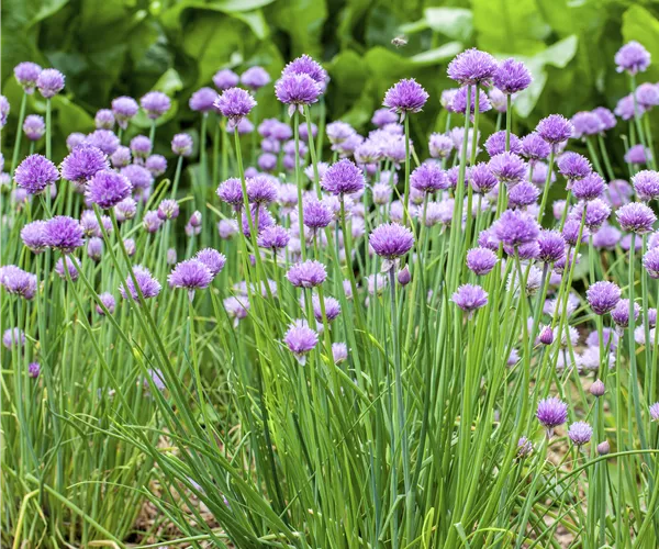 Allium schoenoprasum