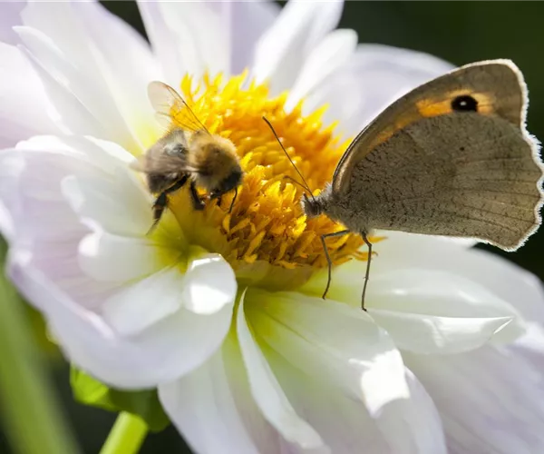 Frühblüher – das Frühlingsbuffet für Biene und Co.