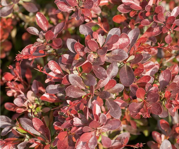 Berberis thunbergii 'Atropurpurea Nana'