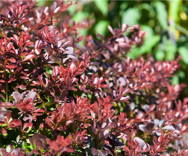 Das Multitalent Berberitze pflanzen und pflegen