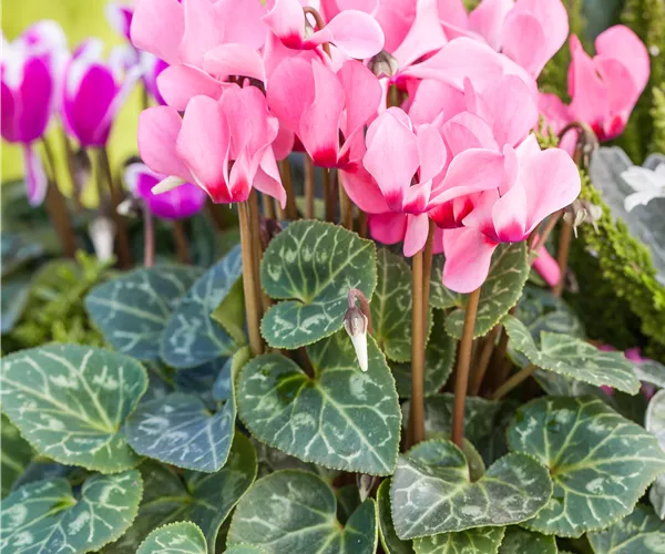 Cyclamen persicum 'Out-Land'