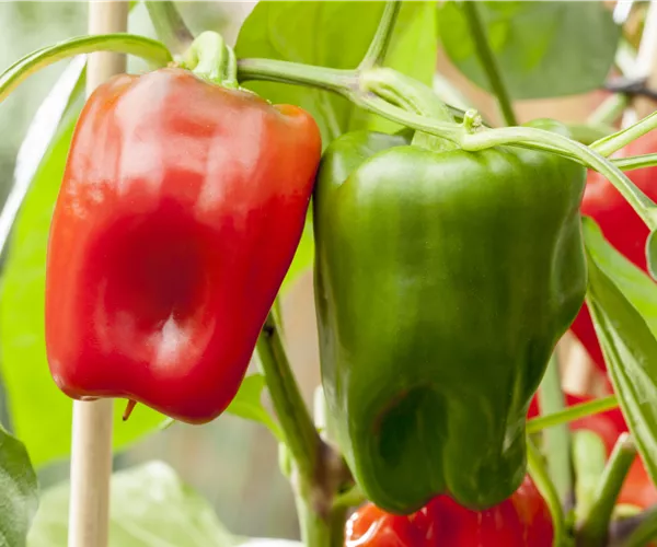 Capsicum annuum 'Pick a Pep'®
