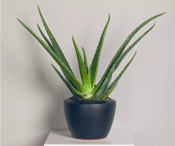Aloe vera