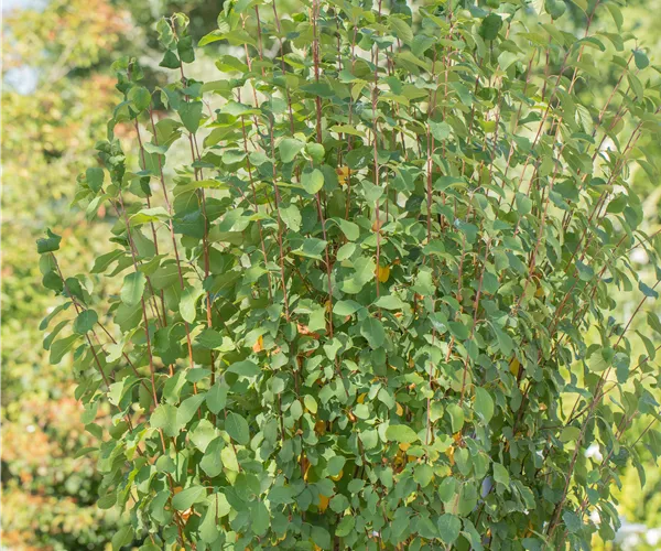 Amelanchier alnifolia 'Obelisk'®