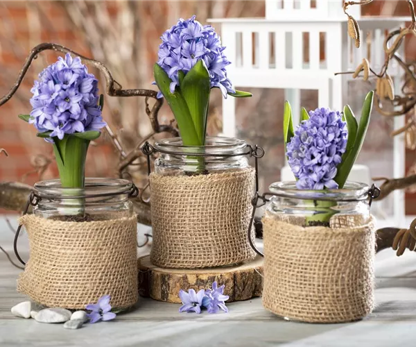 Blumenzwiebeln im Haus – Frühling im Wohnzimmer
