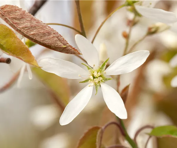 Amelanchier lamarckii