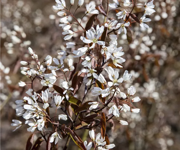Amelanchier lamarckii 'Rainbow Pillar'®