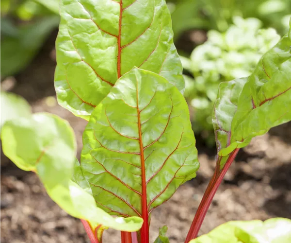 Beta vulgaris var. cicla