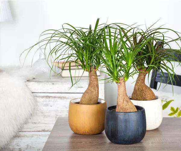 Fußpflege der botanischen Art: Elefantenfuß richtig pflegen