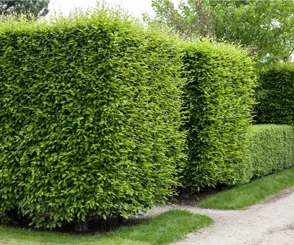 Hainbuche pflanzen und den Garten begrünen