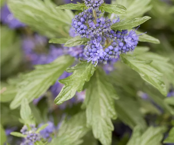 Caryopteris clandonensis