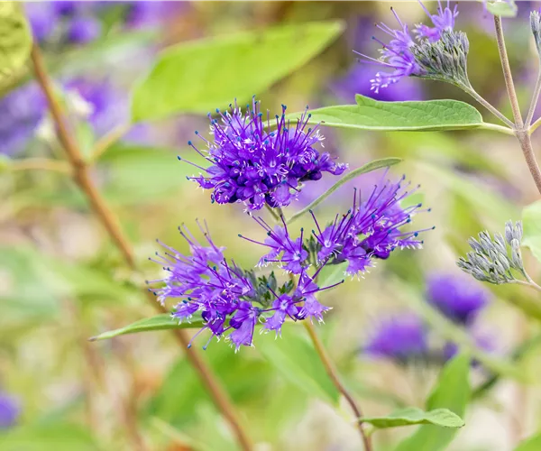 Caryopteris clandonensis 'Heavenly Blue'