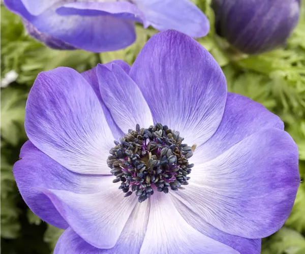 Anemone coronaria