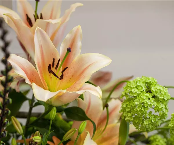 Lilien – Königinnen im Garten
