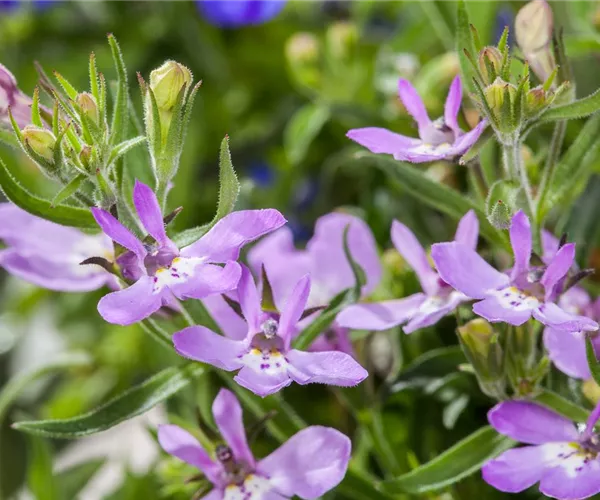 Männertreu – eine gefährliche Sommerliebe mit besonderen Blüten