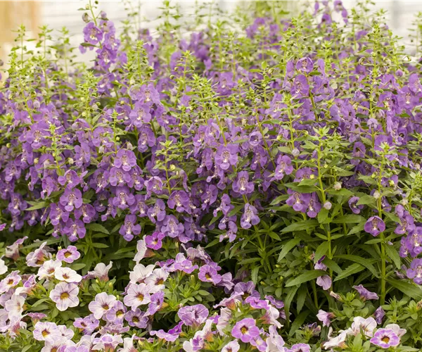 Angelonia hybrid