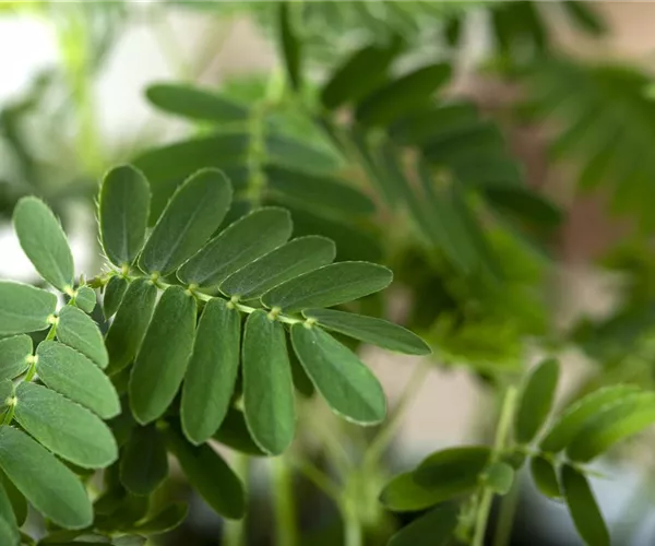 Mimosen, die sensiblen Geschöpfe der Pflanzenwelt