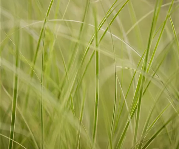 Auf die Feinheiten kommt es an: wie Gräser den Garten aufwerten