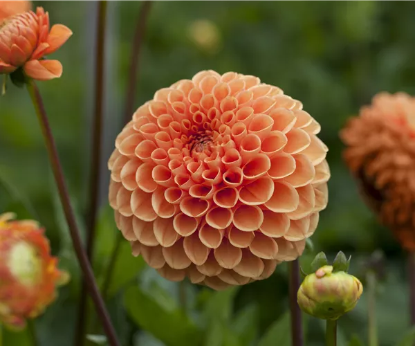 Dahlia Pompon