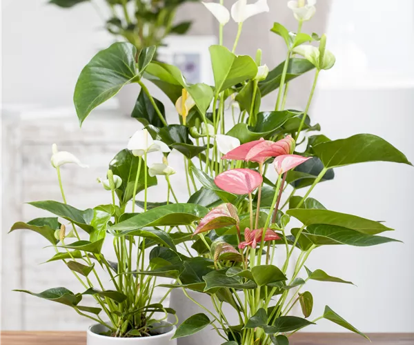 Anthurium x andreanum