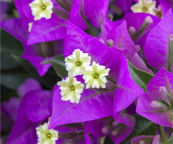 Bougainvillea