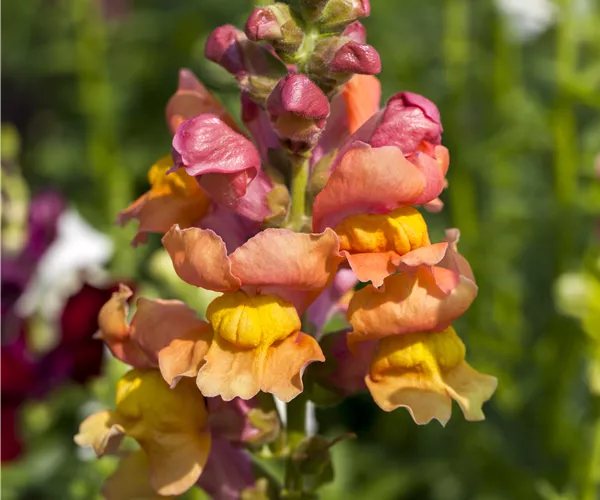 Antirrhinum majus