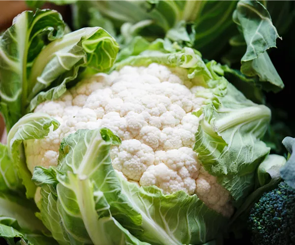 Brassica oleracea var. botrytis