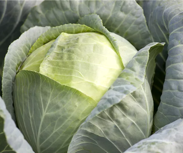 Brassica oleracea var. capitata f. alba