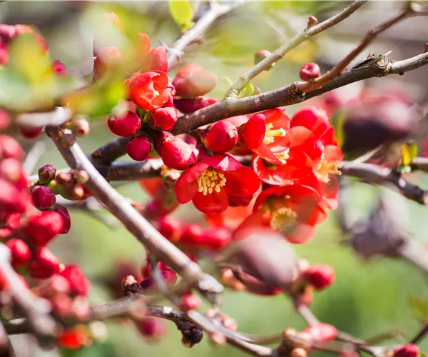 Chaenomeles japonica