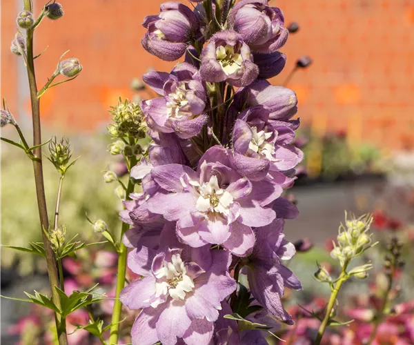 Delphinium 'Magic Fountains'