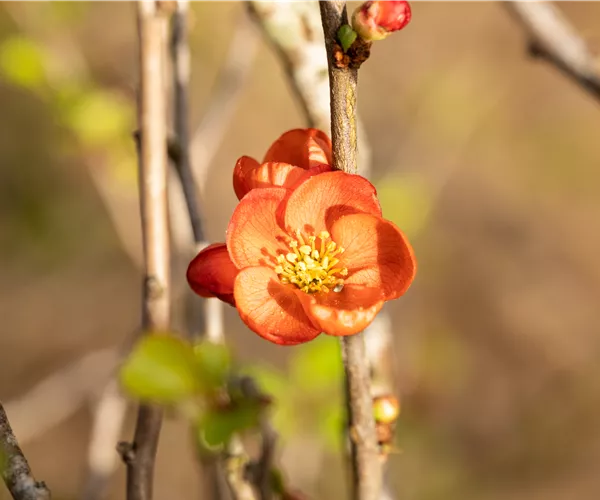 Chaenomeles japonica 'Cido'®